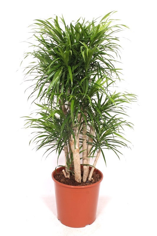 Dracaena ref. Anita 110cm 30cm Pot