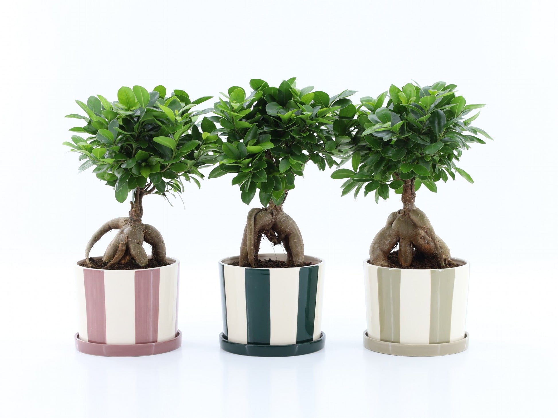 Ficus Ginseng 40cm 19cm Pot