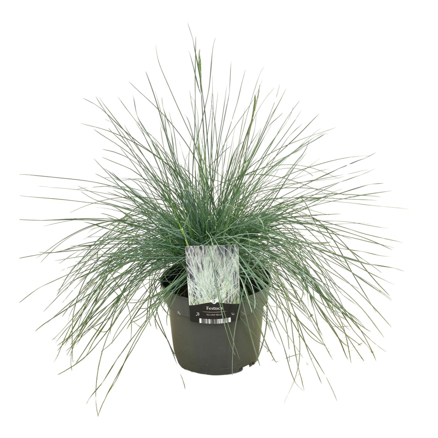 Festuca Elijah Blue 35cm 17cm Pot