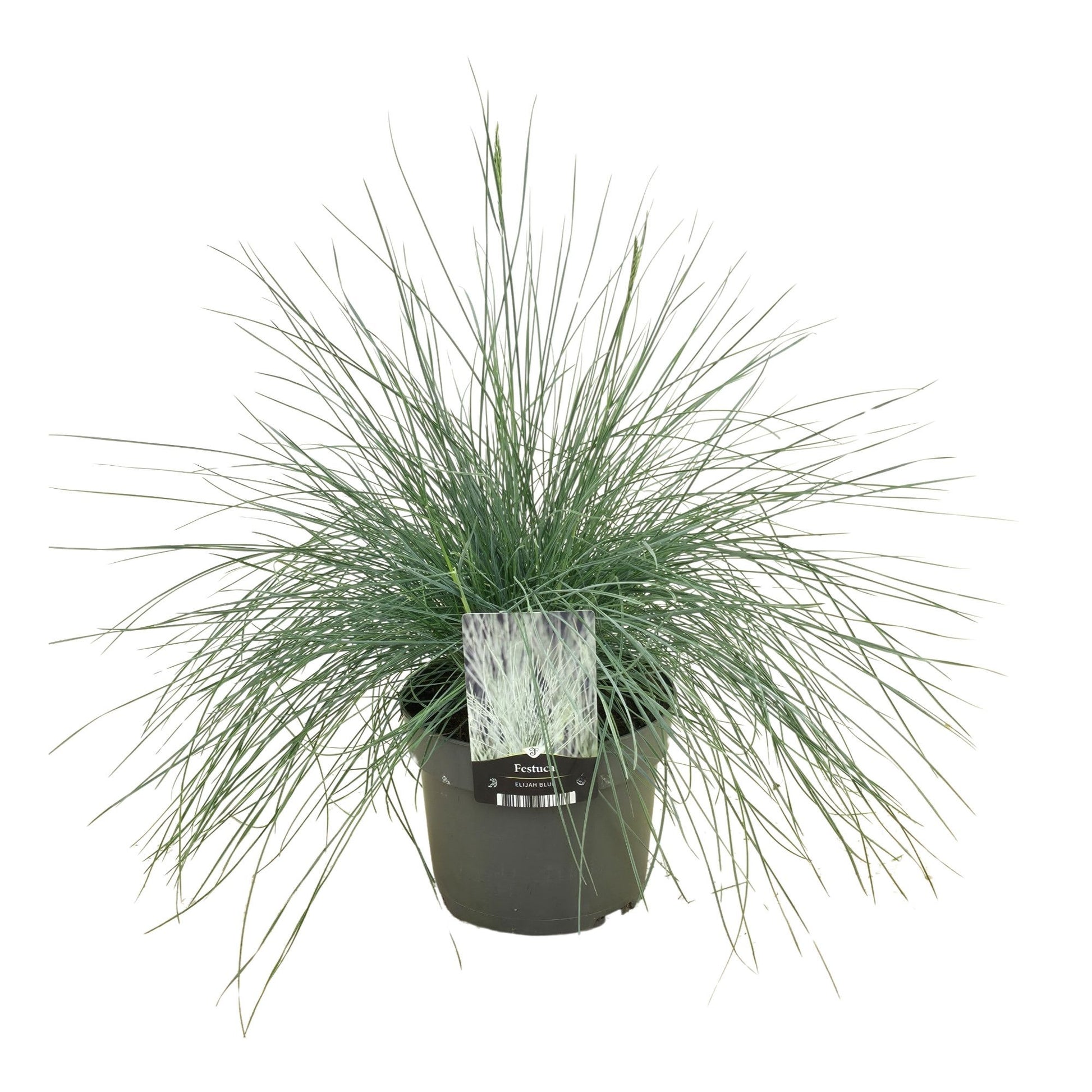 Festuca Elijah Blue 35cm 17cm Pot