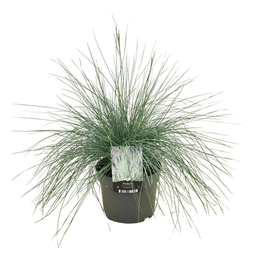 Festuca Elijah Blue 35cm 17cm Pot