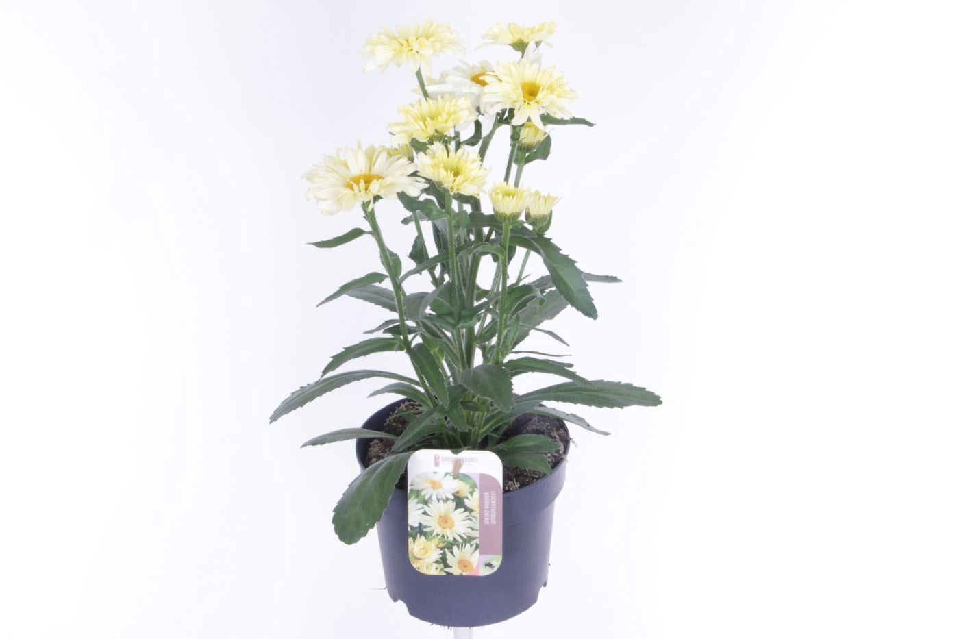 Leucanthemum Banana Cream 45cm 17cm Pot