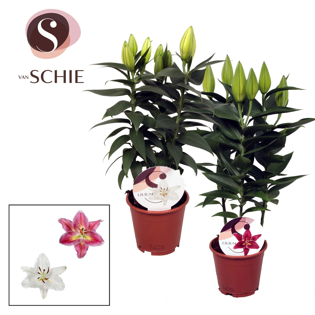 Lilium oriental mix 40cm 13cm Pot