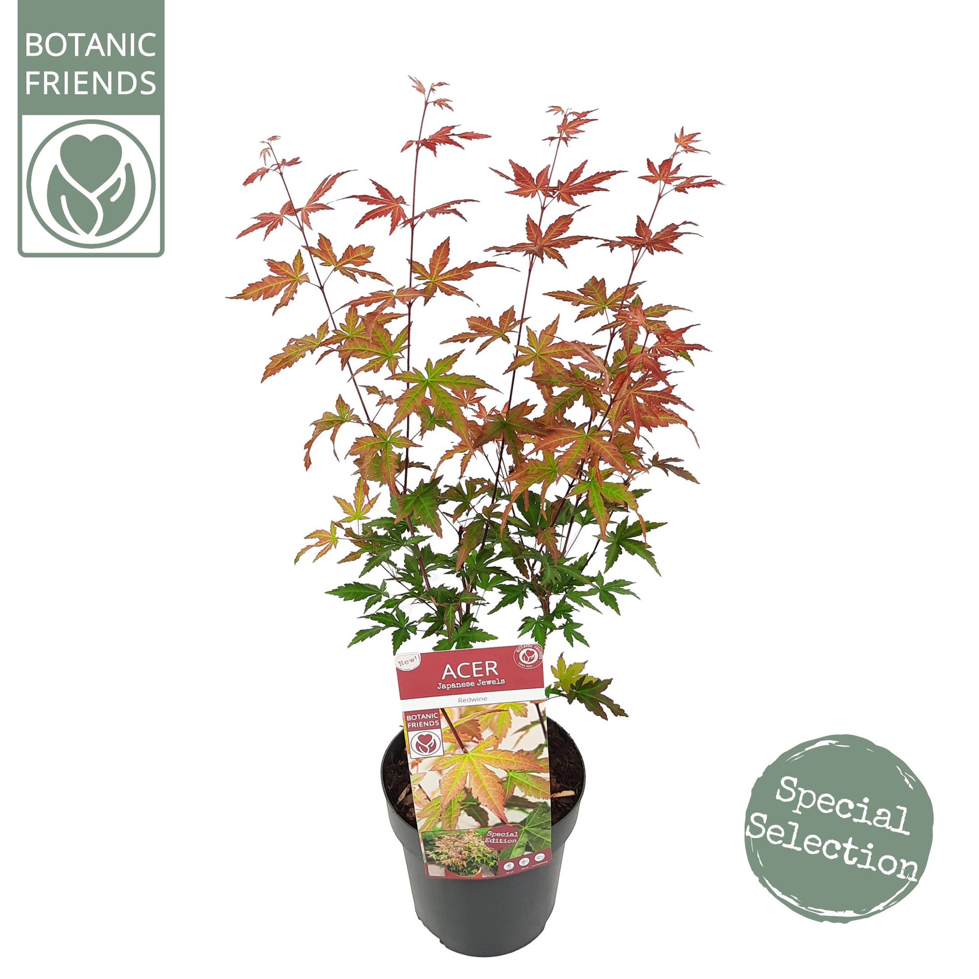 Acer Redwine 65cm 19cm Pot