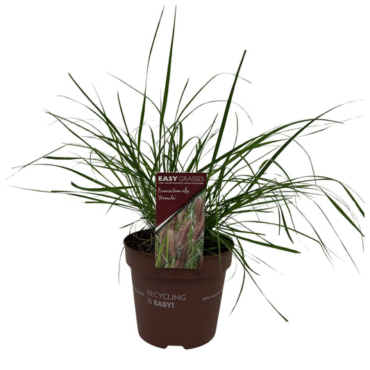 Pennisetum Hameln 25cm 17cm Pot