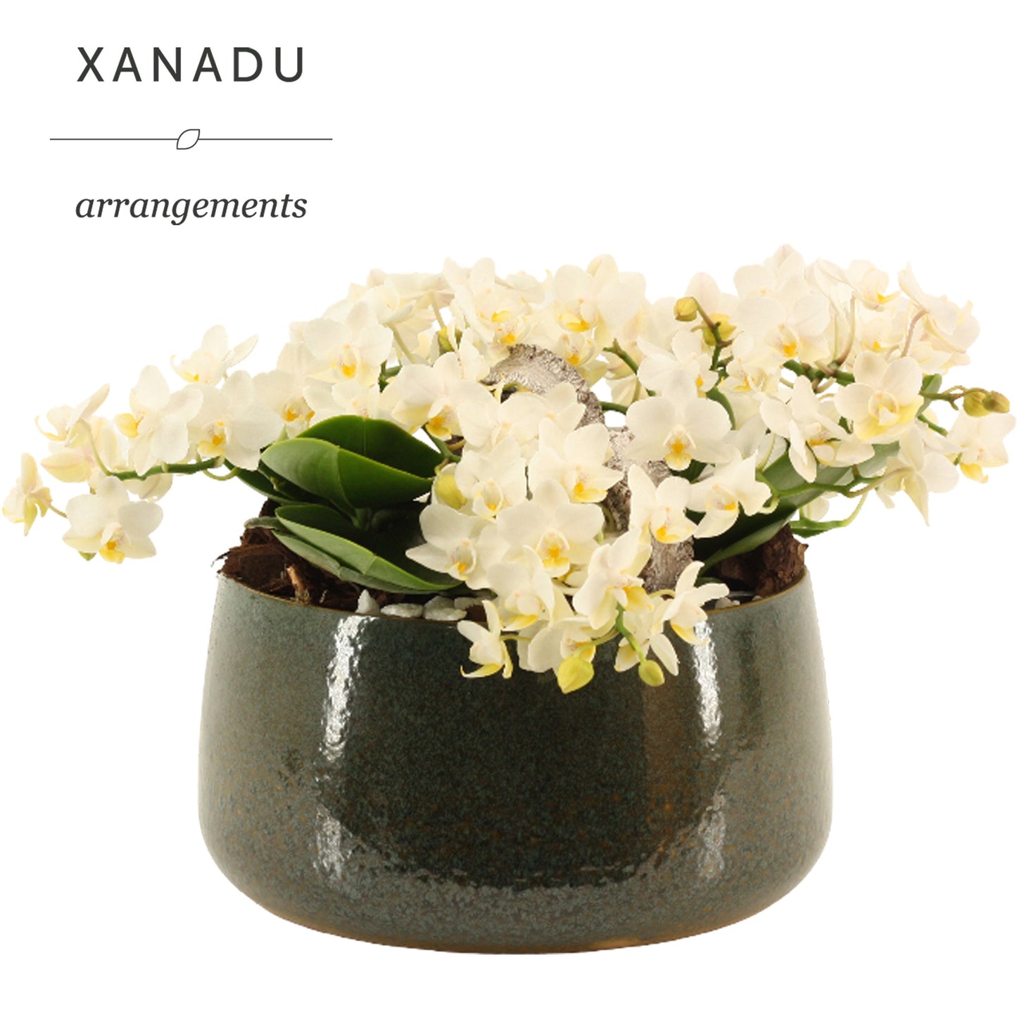 Xanadu Amman 28cm 24cm Pot