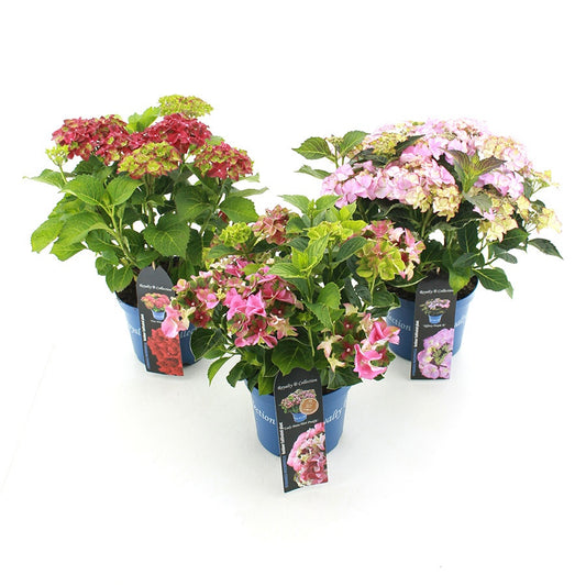 Hydrangea Royalty Collection mix 40cm 20cm Pot
