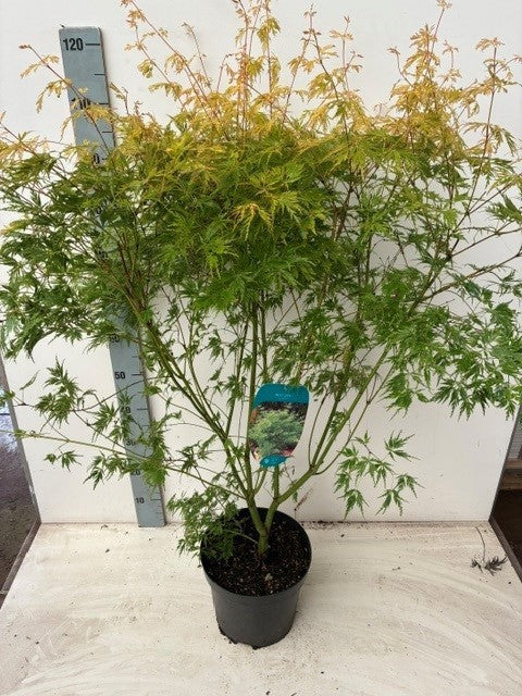 Acer Seiryu 80cm 26cm Pot