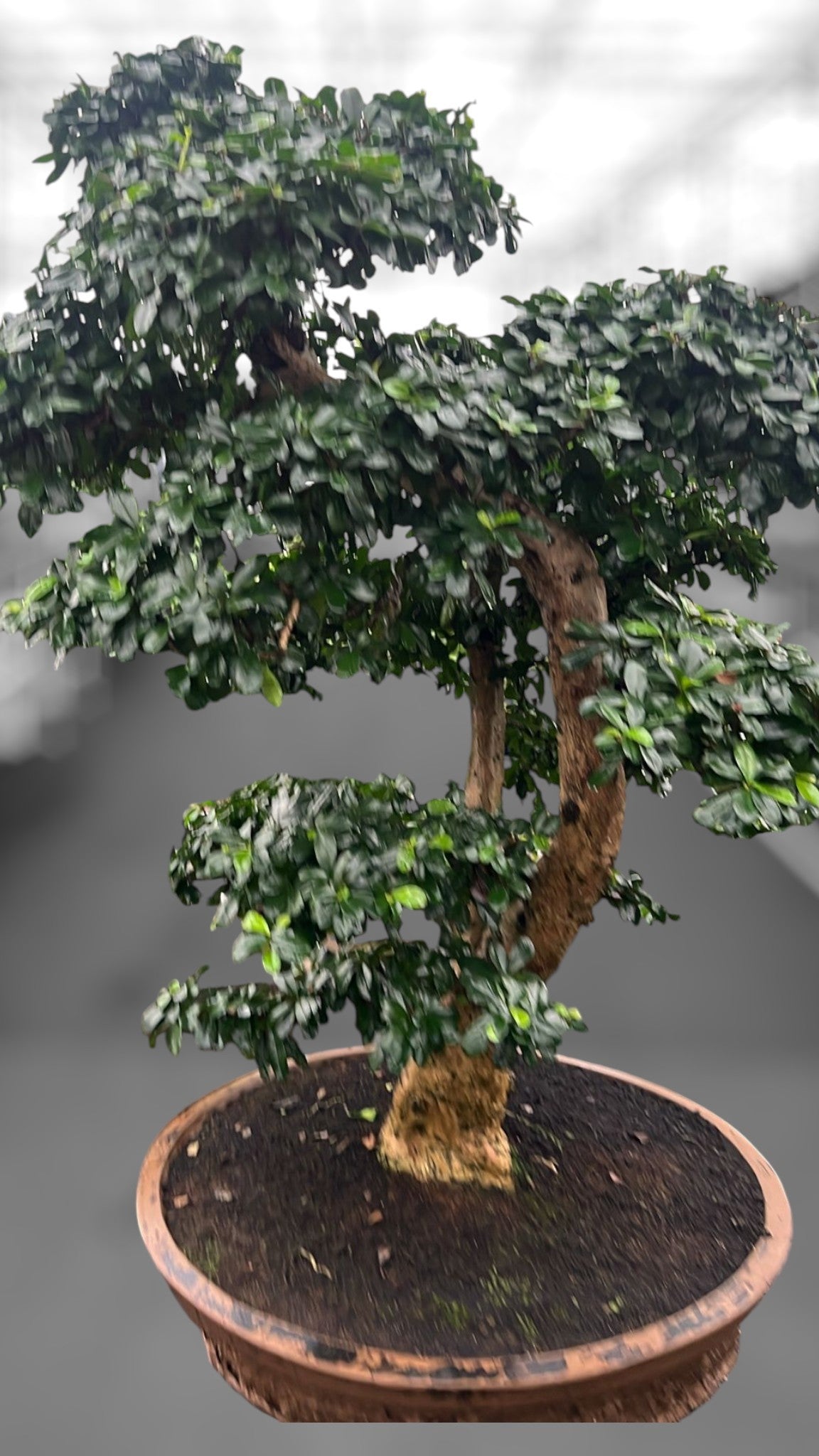 Carmona Bonsai 110cm 57cm Pot