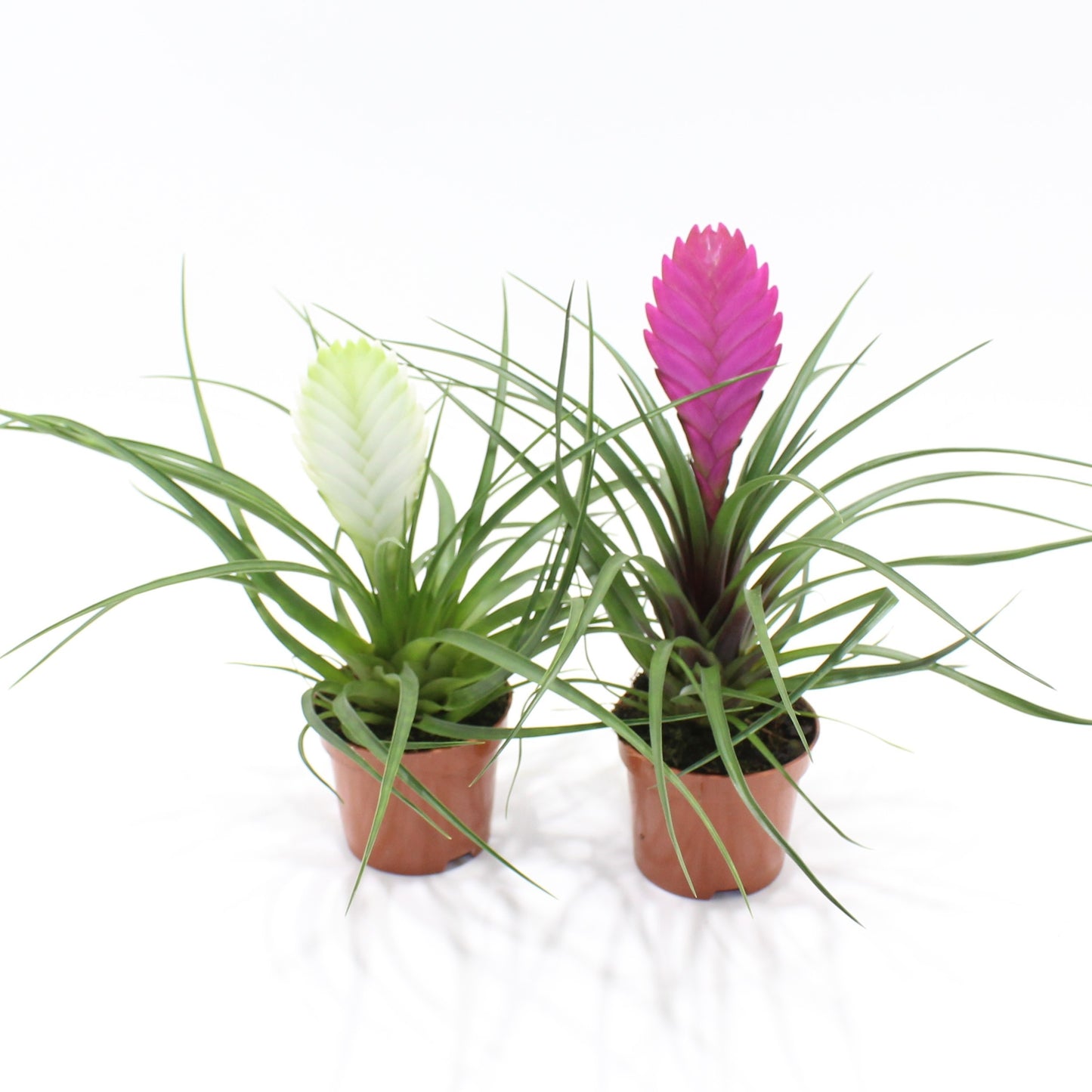 Tillandsia mix 30cm 9cm Pot