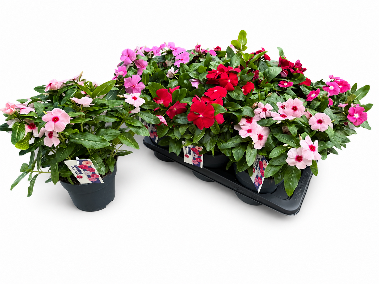 Catharanthus Pacifica XP Polka Dot 30cm 17cm Pot