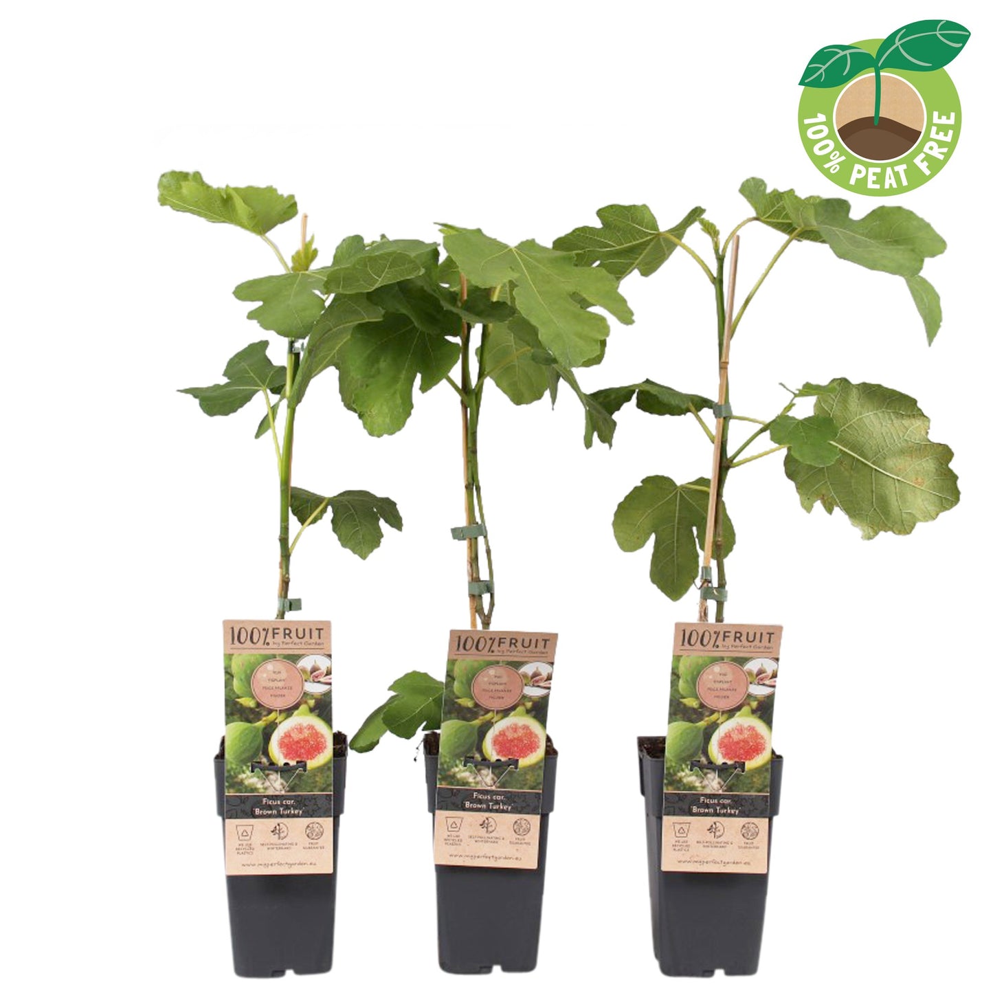 Streng Growers B.V. Ficus carica ("Fig") Pack of 10
