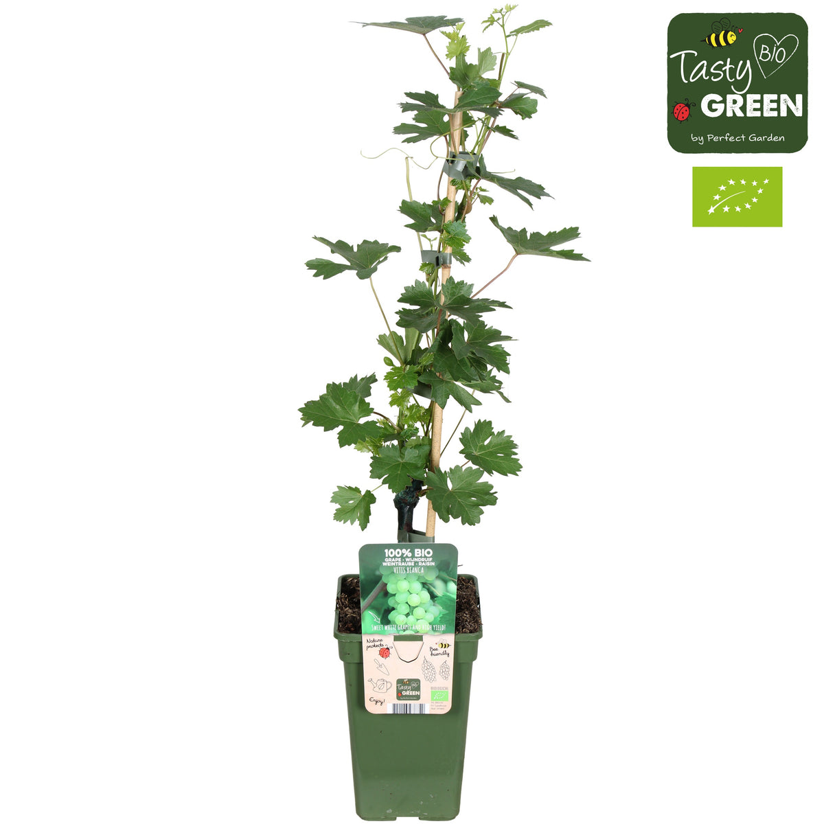 Vitis vinifera Bianca 50cm 19cm Pot