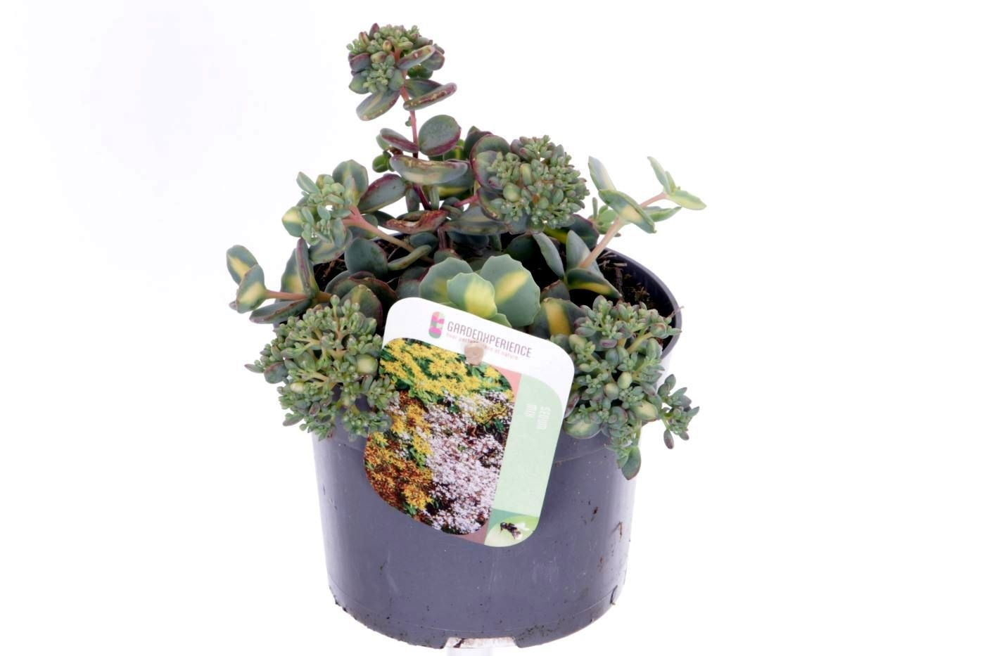 Noordpoel BV, Kw. de Sedum sieboldii (O) Pack of 8