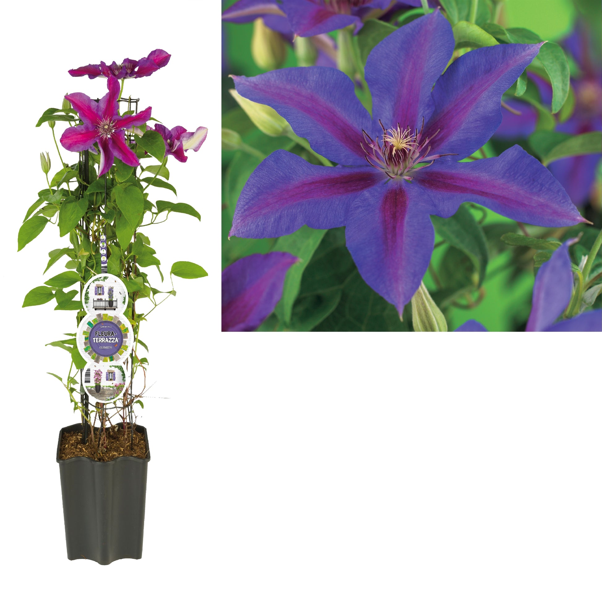 Clematis Mrs Norman Thompson 75cm 19cm Pot
