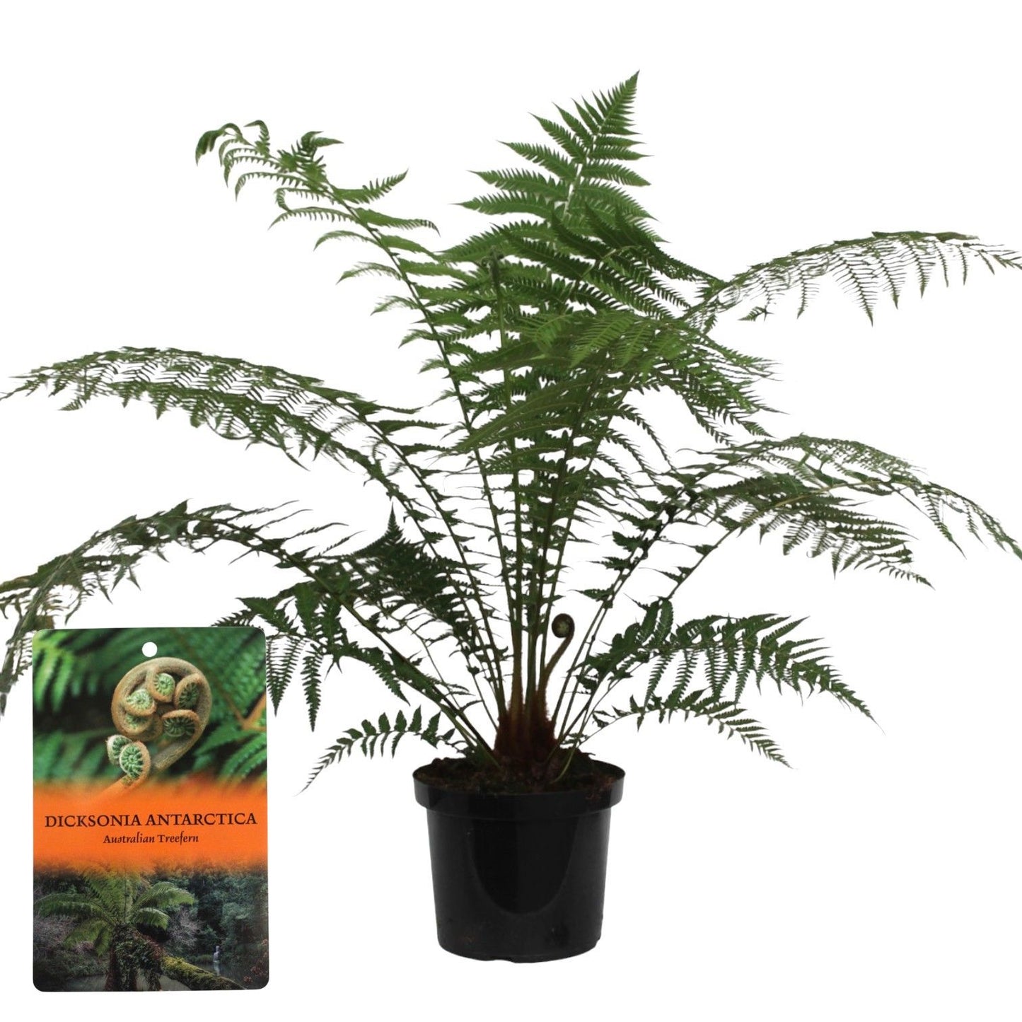 Dicksonia antarctica 120cm 29cm Pot