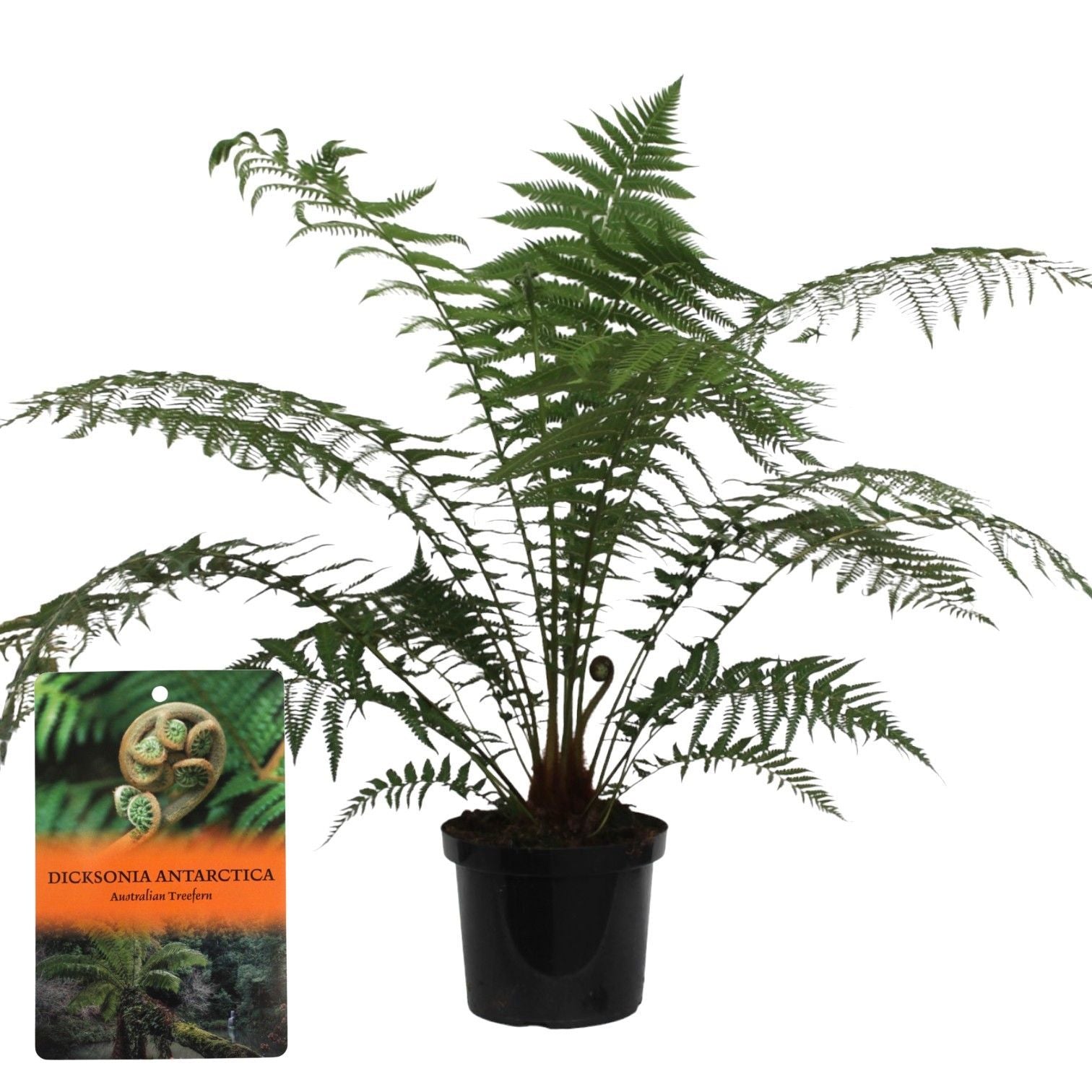 Dicksonia antarctica 120cm 29cm Pot