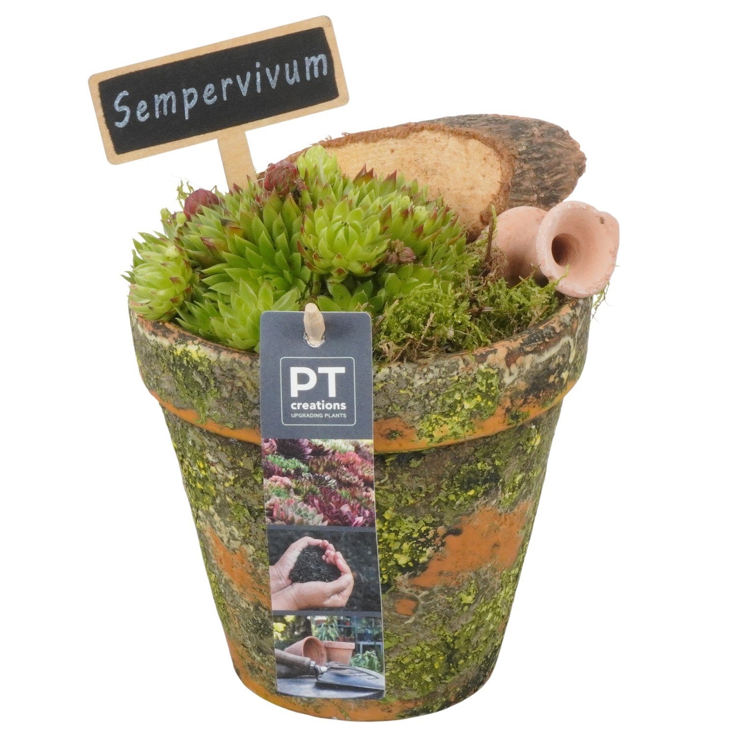 arr. Sempervivum 19cm 11cm Pot