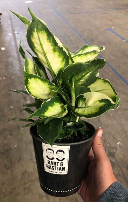 Dieffenbachia sp. 60cm 21cm Pot