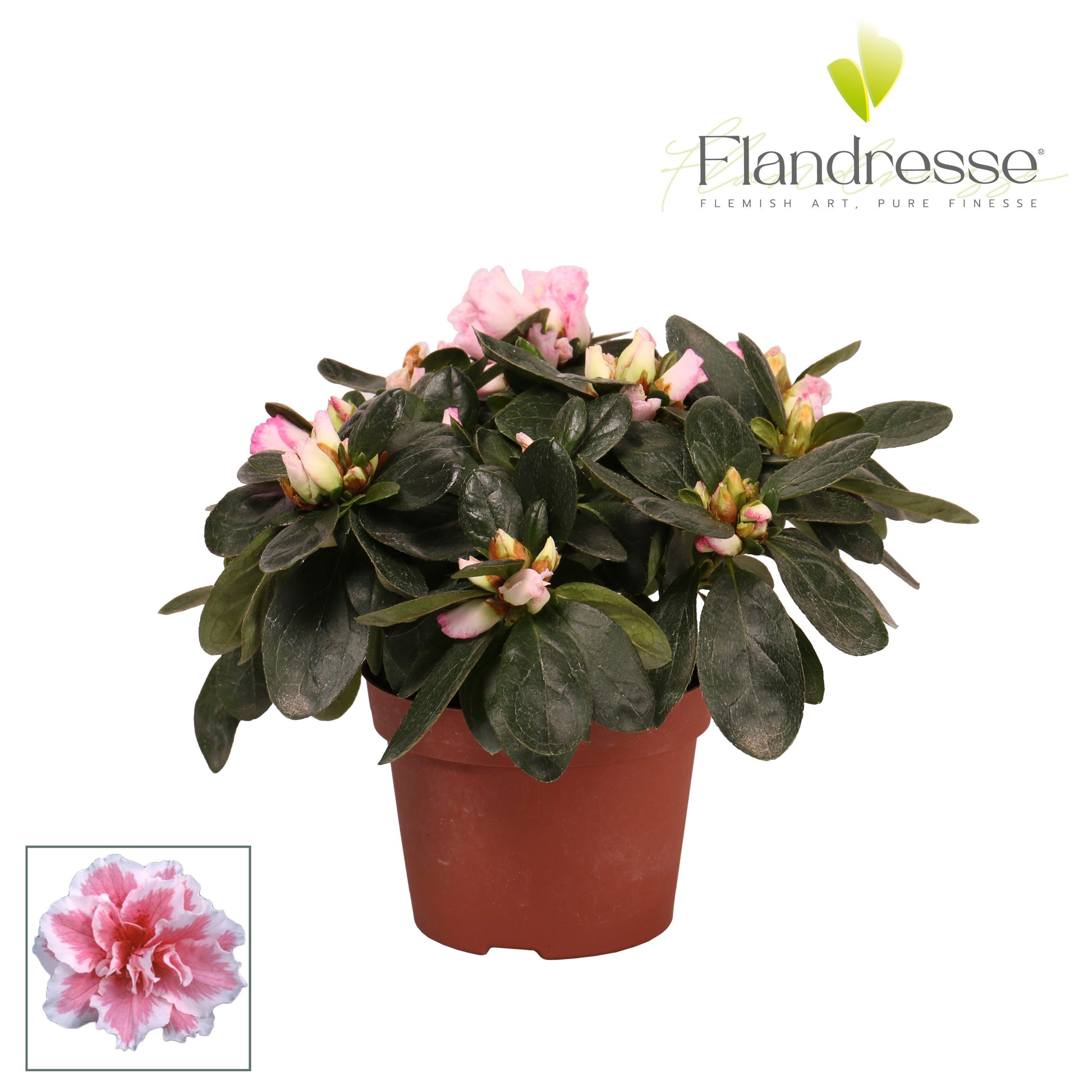 Rhodo. mix Azalea Flandresse 17cm 510cm Pot
