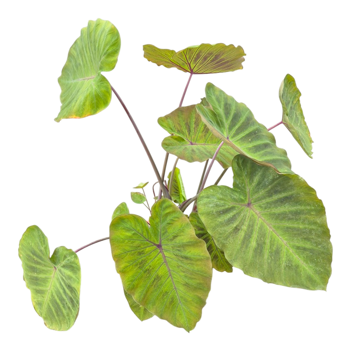 Colocasia Pharaohs Mask 80cm 20cm Pot