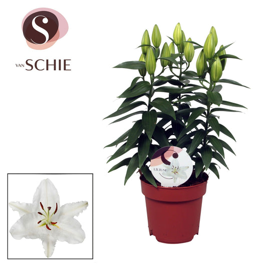 Lilium Oxygen 60cm 17cm Pot