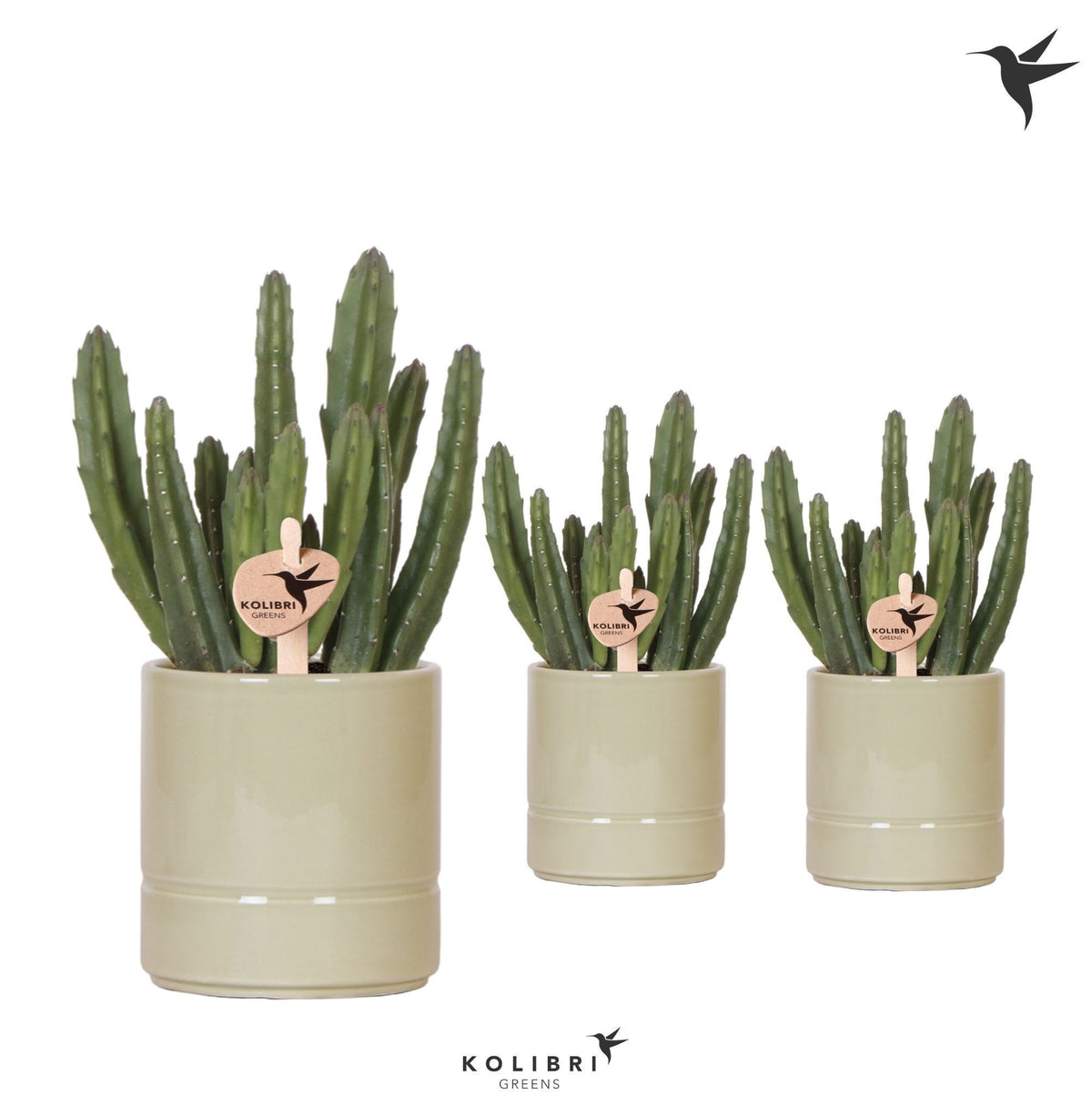 Stapelia (+ drp.ceramic) 23cm 9cm Pot