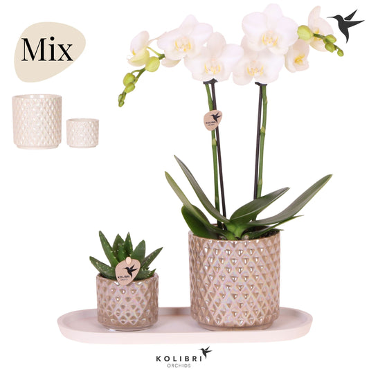 Kolibri Gift Set medium Diamond 40cm 18cm Pot