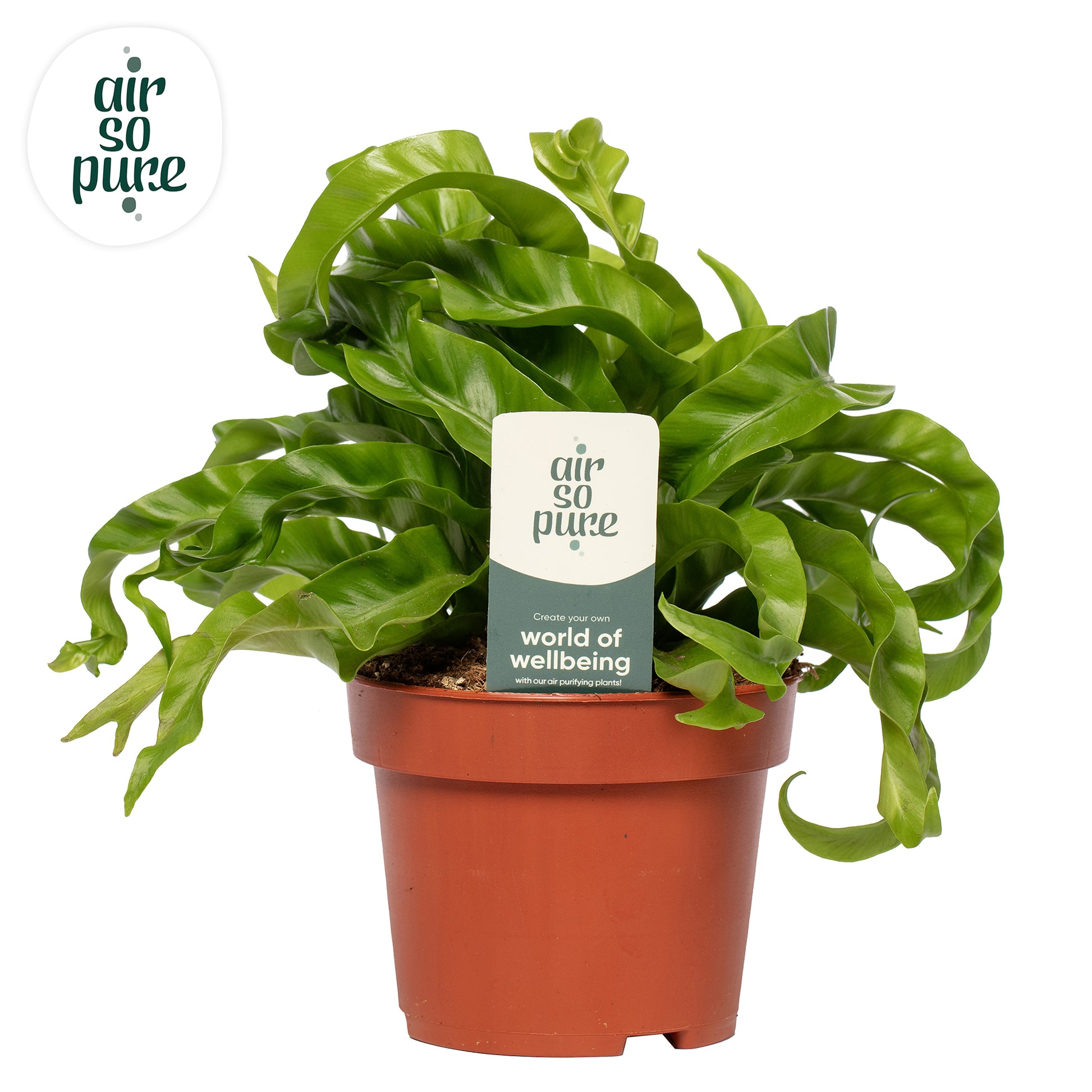 Asplenium Hurricane 30cm 12cm Pot