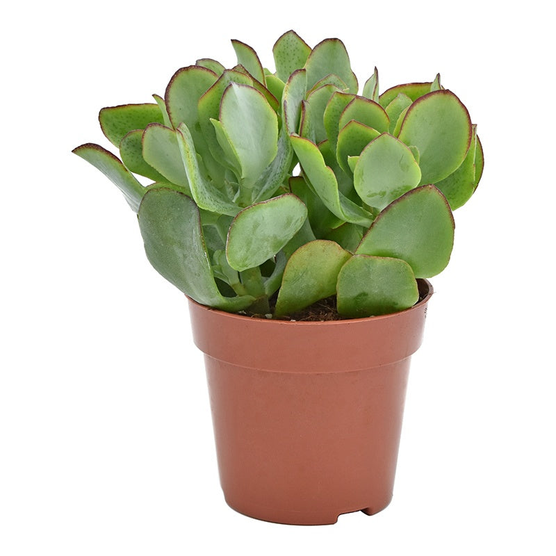 Crassula undilatifolia 14cm Special Pot (508)