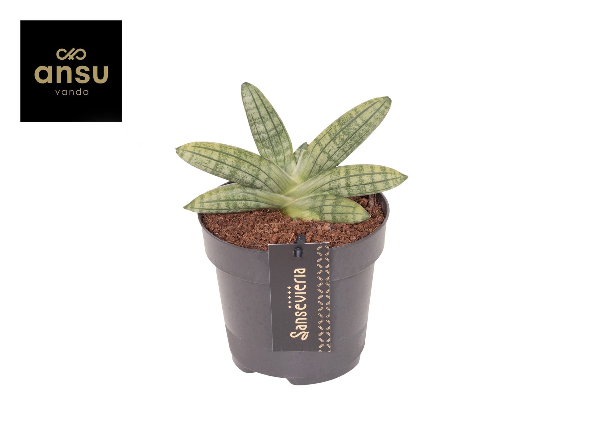 Sansevieria cyl. Inti 20cm 12cm Pot