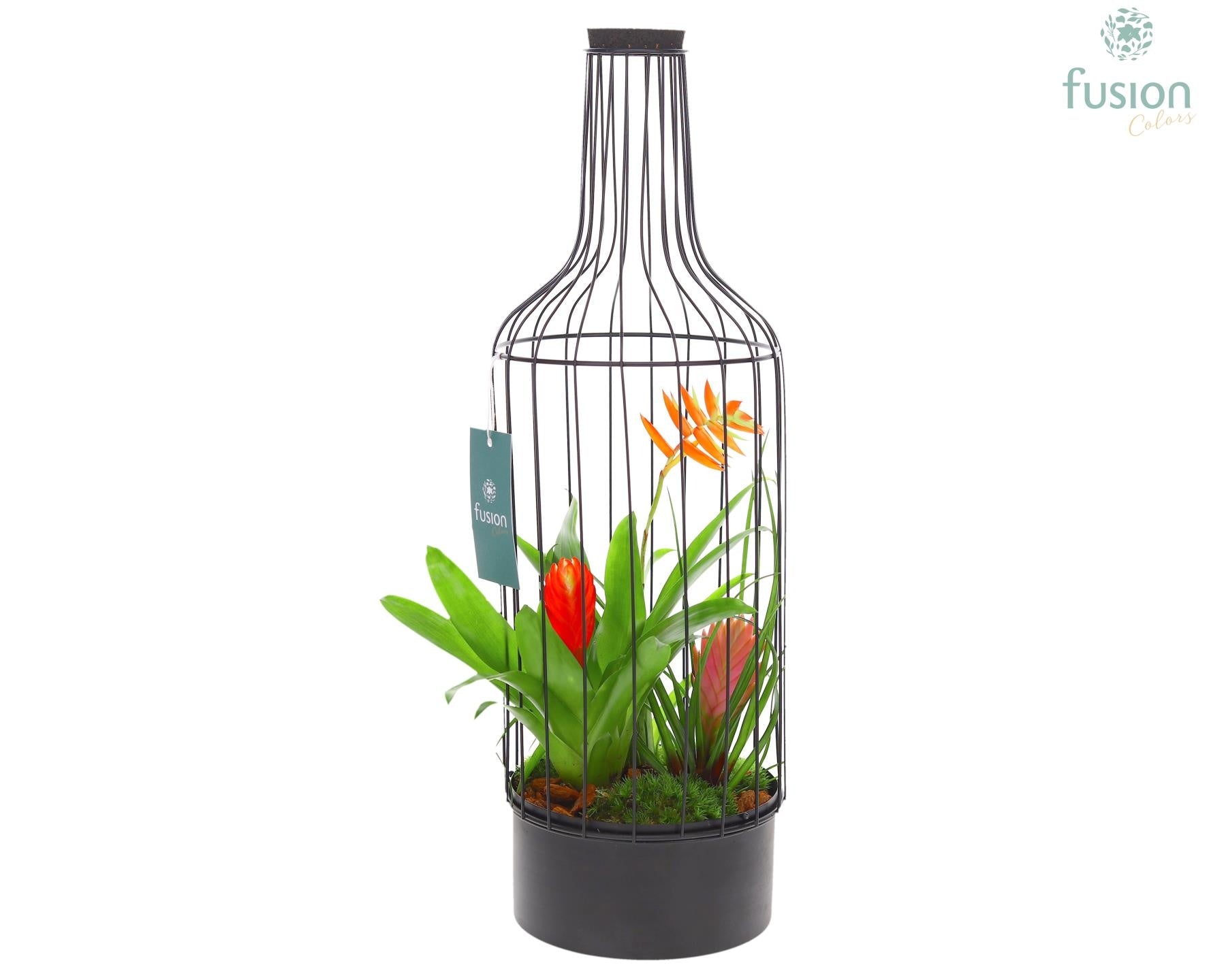 arr. Bromelia 55cm 17cm Pot