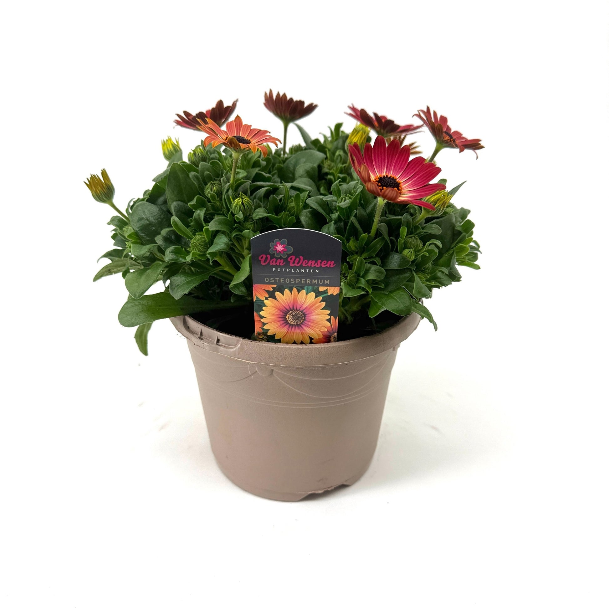 Osteospermum Sen. Sevilla 27cm 17cm Pot