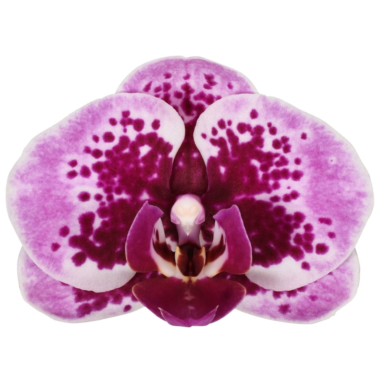 Phalaenopsis Hybrid 45cm 12cm Pot