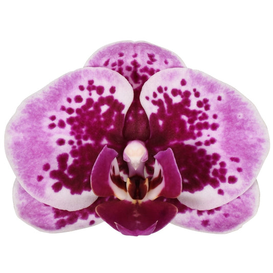 Phalaenopsis Hybrid 45cm 12cm Pot