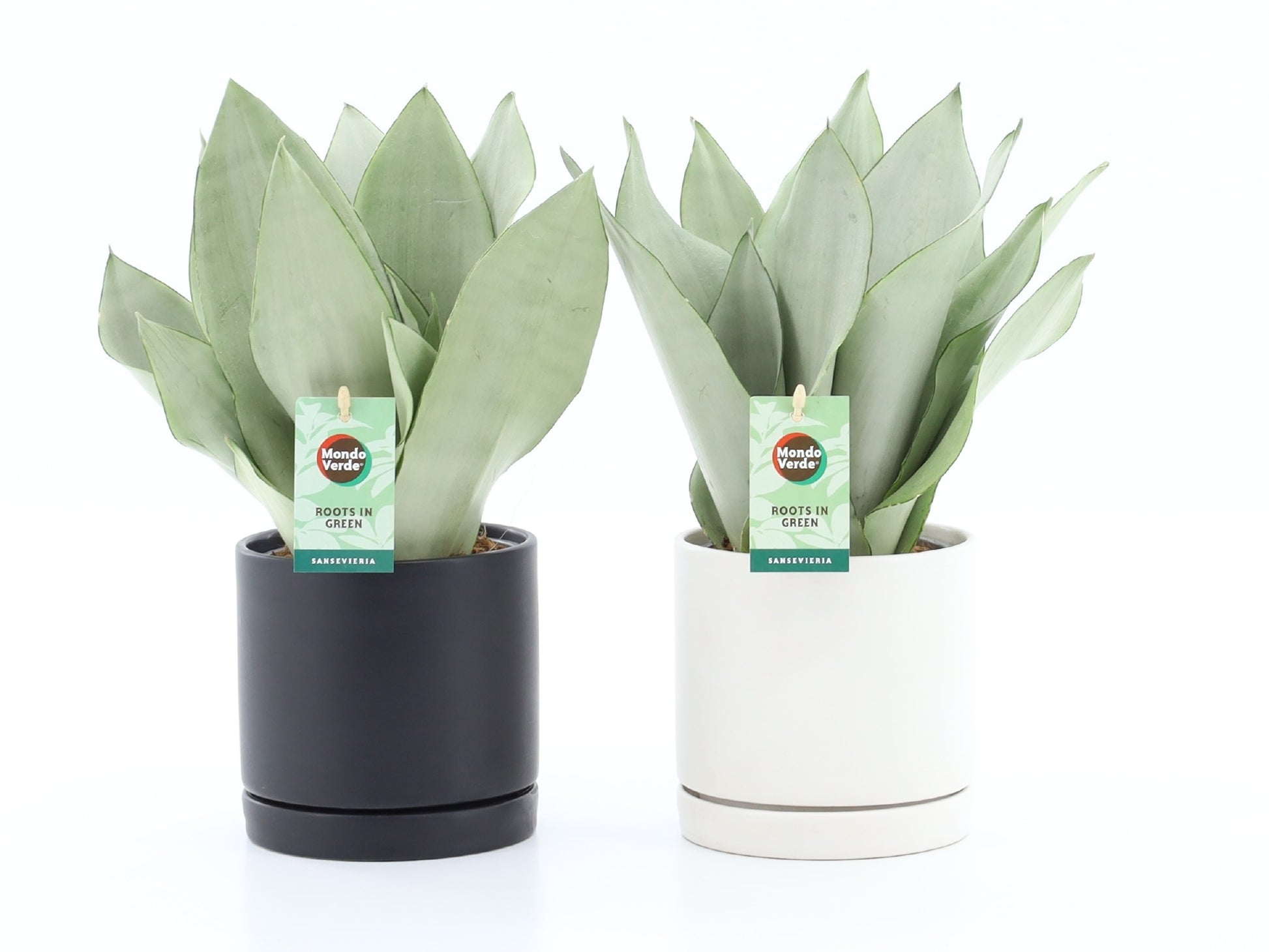 Sansevieria Moonshine 35cm 13cm Pot