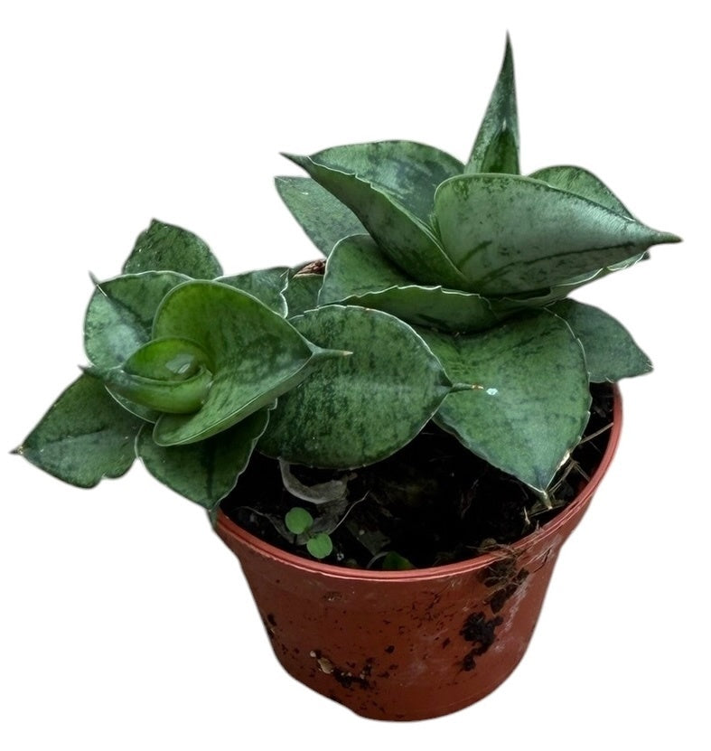 Sansevieria 5cm 6cm Pot