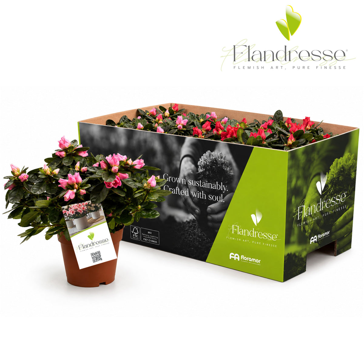 Rhododendron simsii mix 25cm 12cm Pot