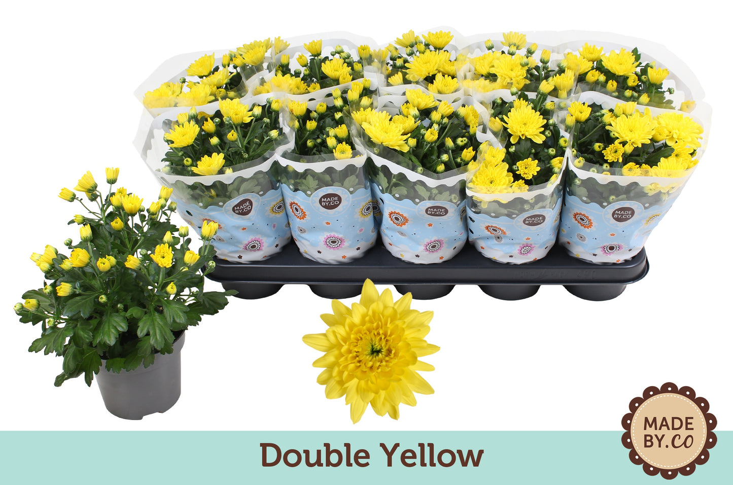 Chrysanthemum double yellow 25cm 12cm Pot