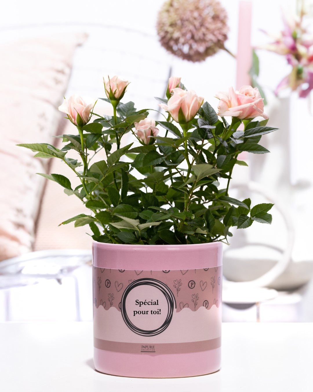 Rosa Beau Monde light pink 28cm 12cm Pot