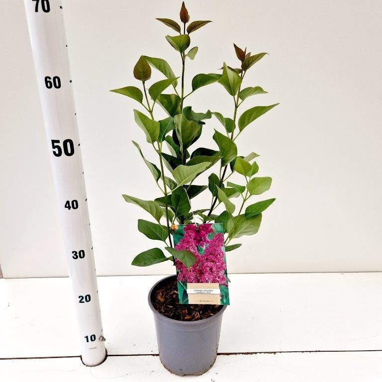 Syringa vulgaris Charles Joly 35cm 17cm Pot