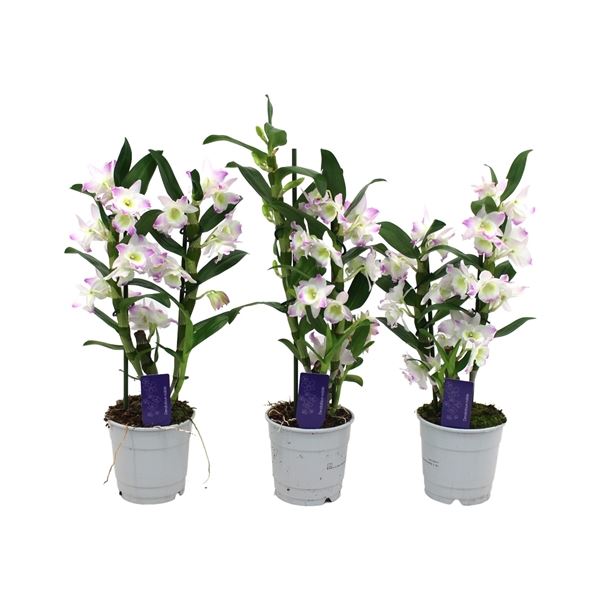 Dendrobium nobile Llilac 55cm 12cm Pot