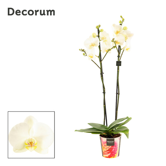 Phalaenopsis white Decorum 65cm 12cm Pot