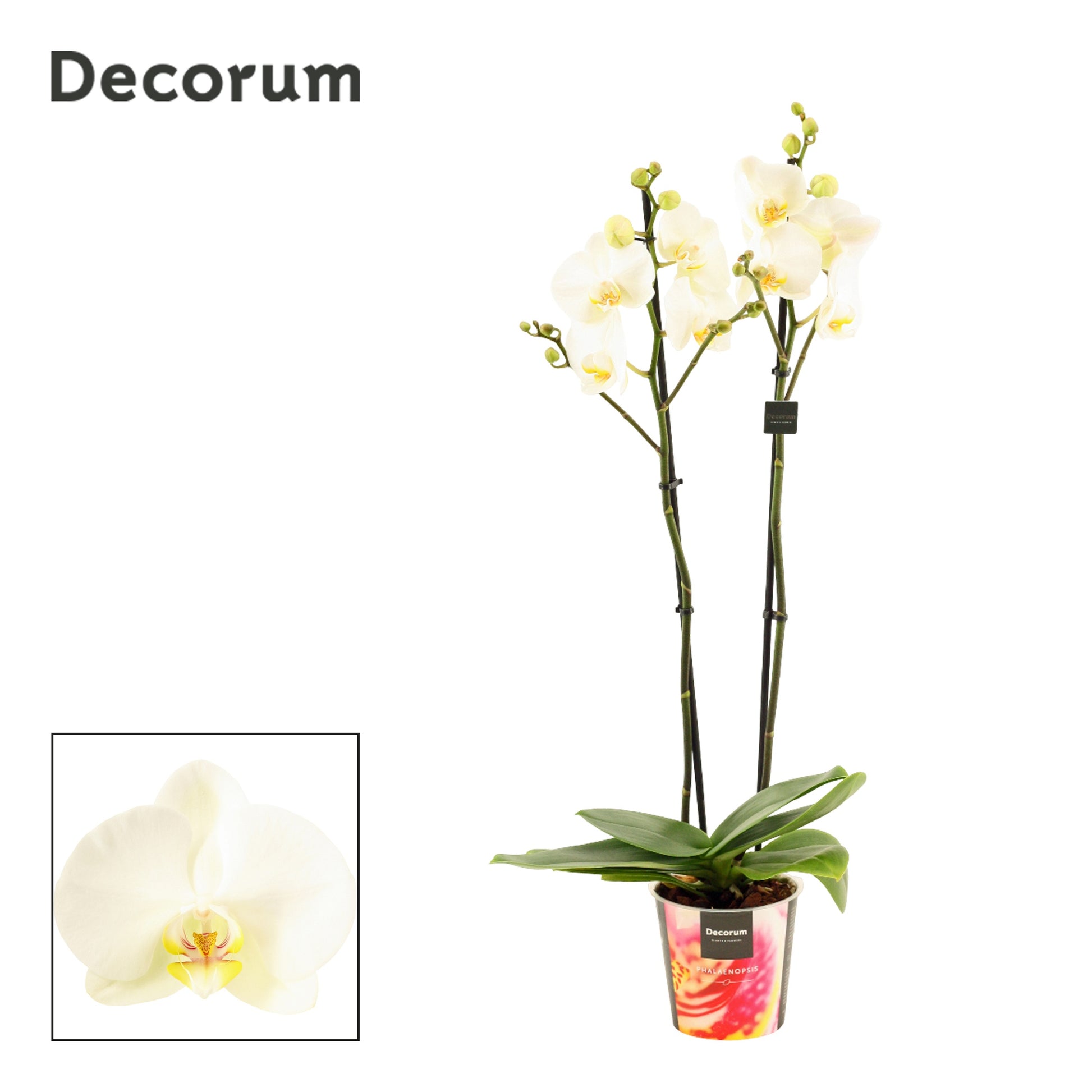 Phalaenopsis white Decorum 65cm 12cm Pot