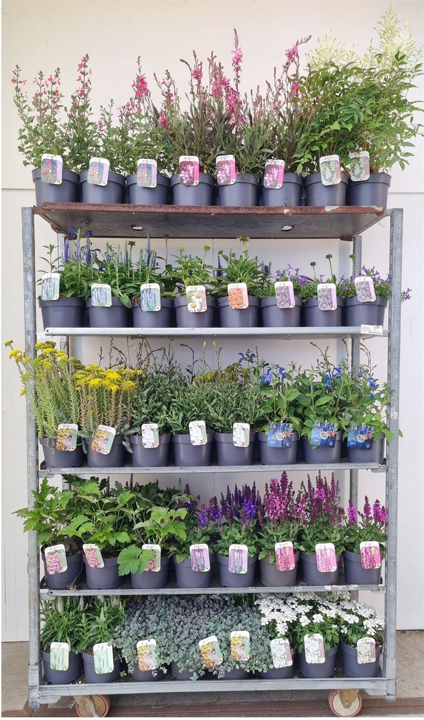 Perennials  mix 50cm 17cm Pot
