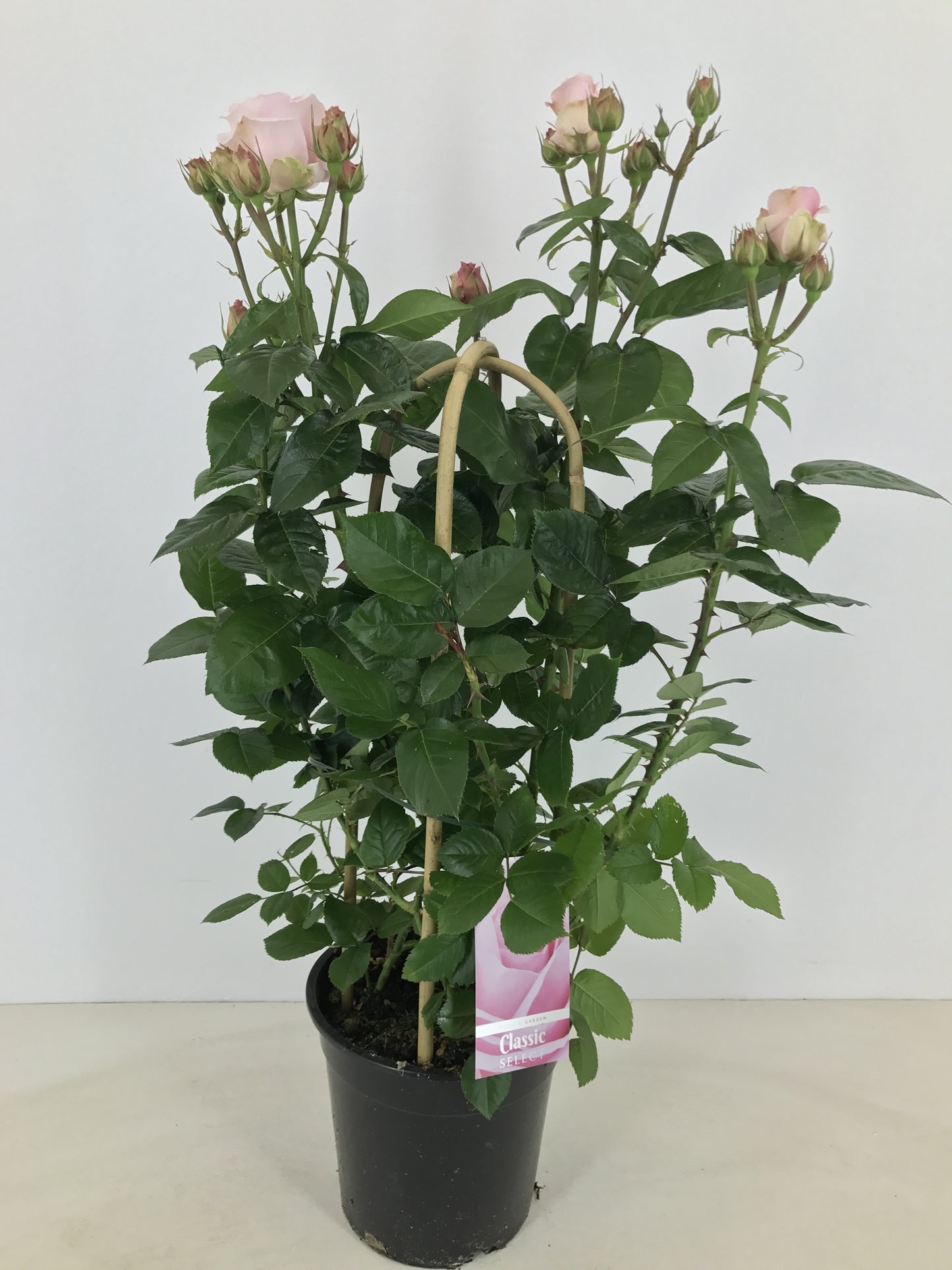 Rosa flor. Classic Select 75cm 22cm Pot