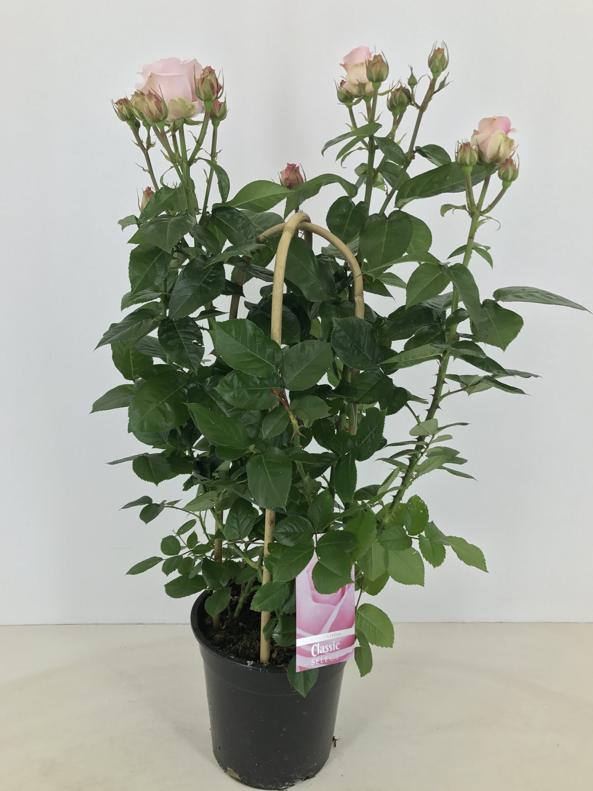 Rosa flor. Classic Select 75cm 22cm Pot