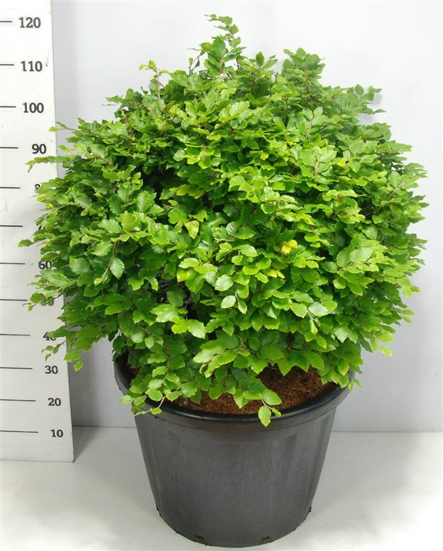 Fagus sylvatica 140cm 58cm Pot