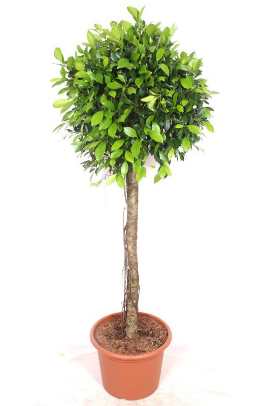 Ficus benjamina 180cm 40cm Pot