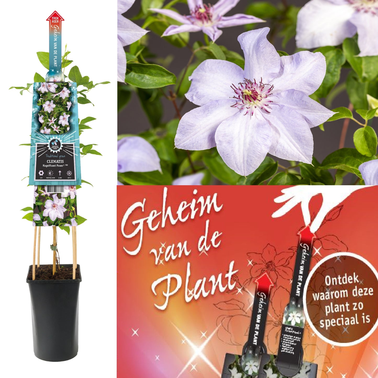 Clematis hybrid mix 75cm 17cm Pot